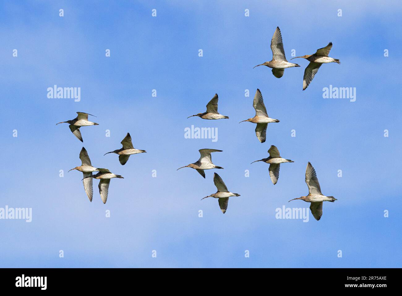 western curlew (Numenius arquata), flying flock, Germany, Bavaria Stock Photo