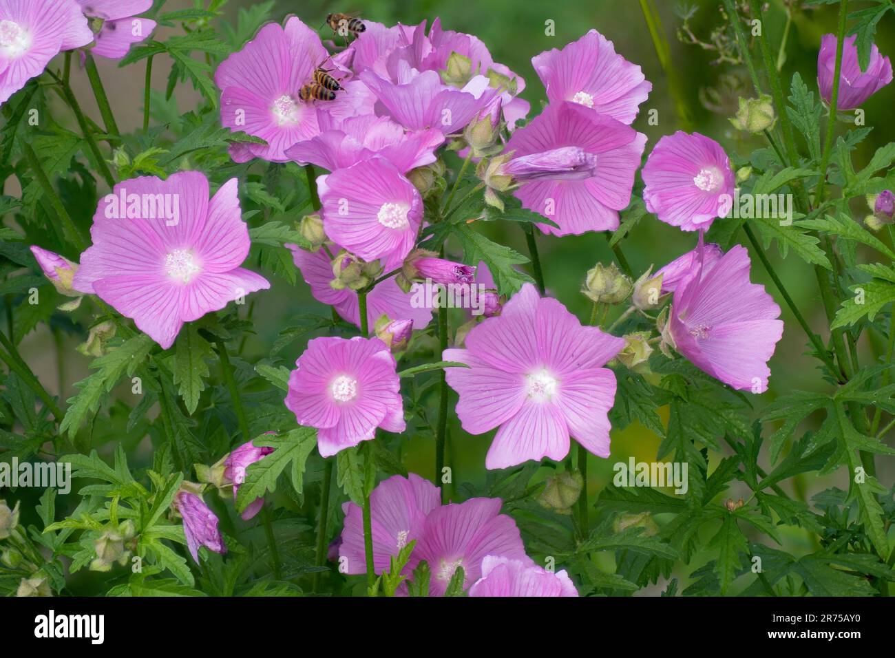 hollyhock mallow, large-flowered mallow, pink mallow, vervian cheeseweed (Malva alcea), blooming, Germany, Bavaria Stock Photo