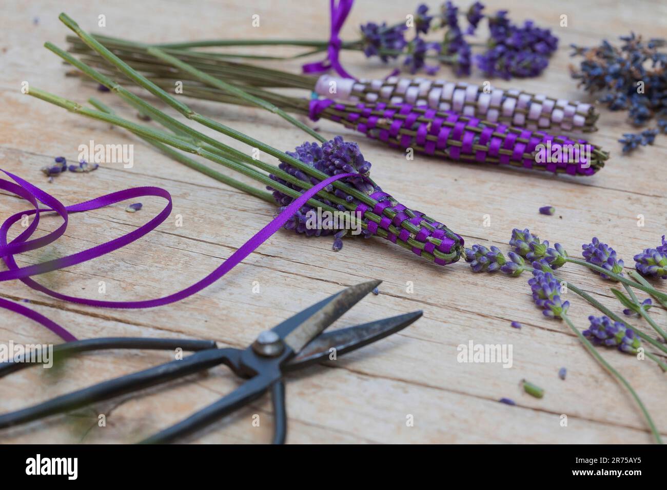 English lavender (Lavandula angustifolia, Lavandula officinalis ...