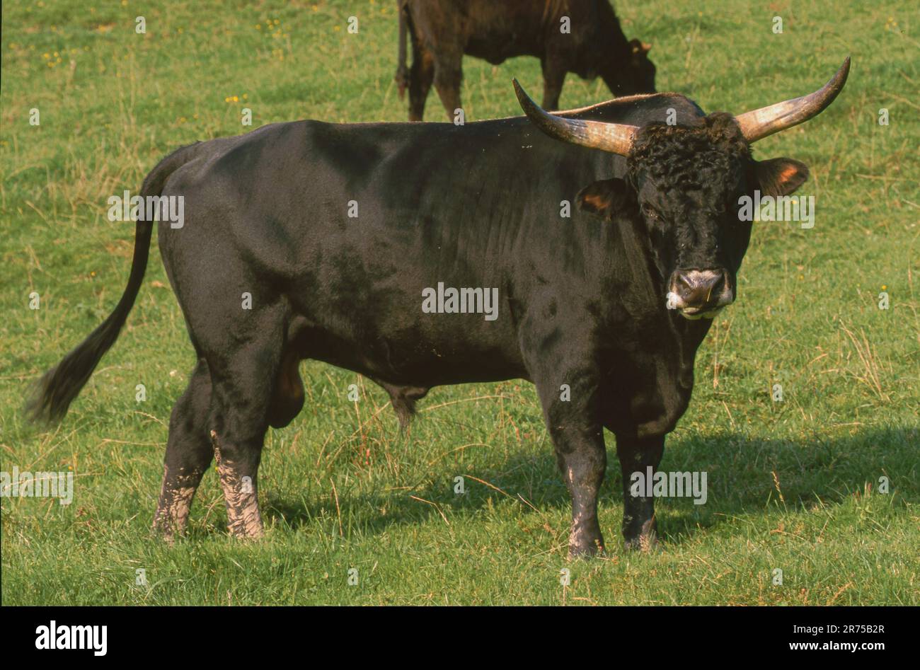 Heck cattle (Bos primigenius f. taurus), big bull on pasture, Germany, Bavaria, Ammerseeinsel Stock Photo