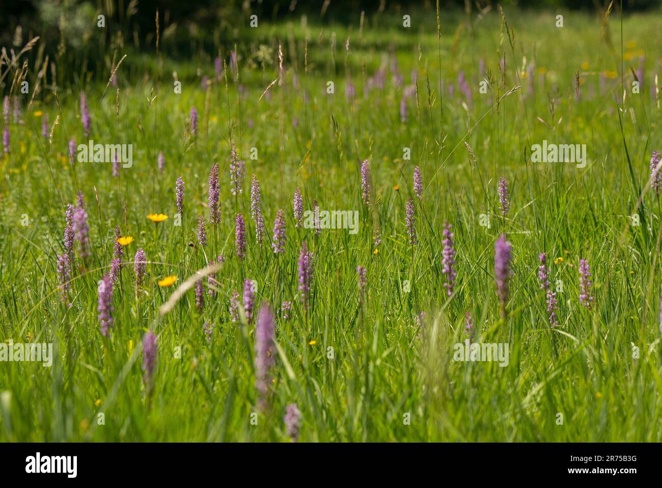 Fragrant orchid (Gymnadenia conopsea), orchid meadow with Fragrant Orchid, Germany, Bavaria Stock Photo