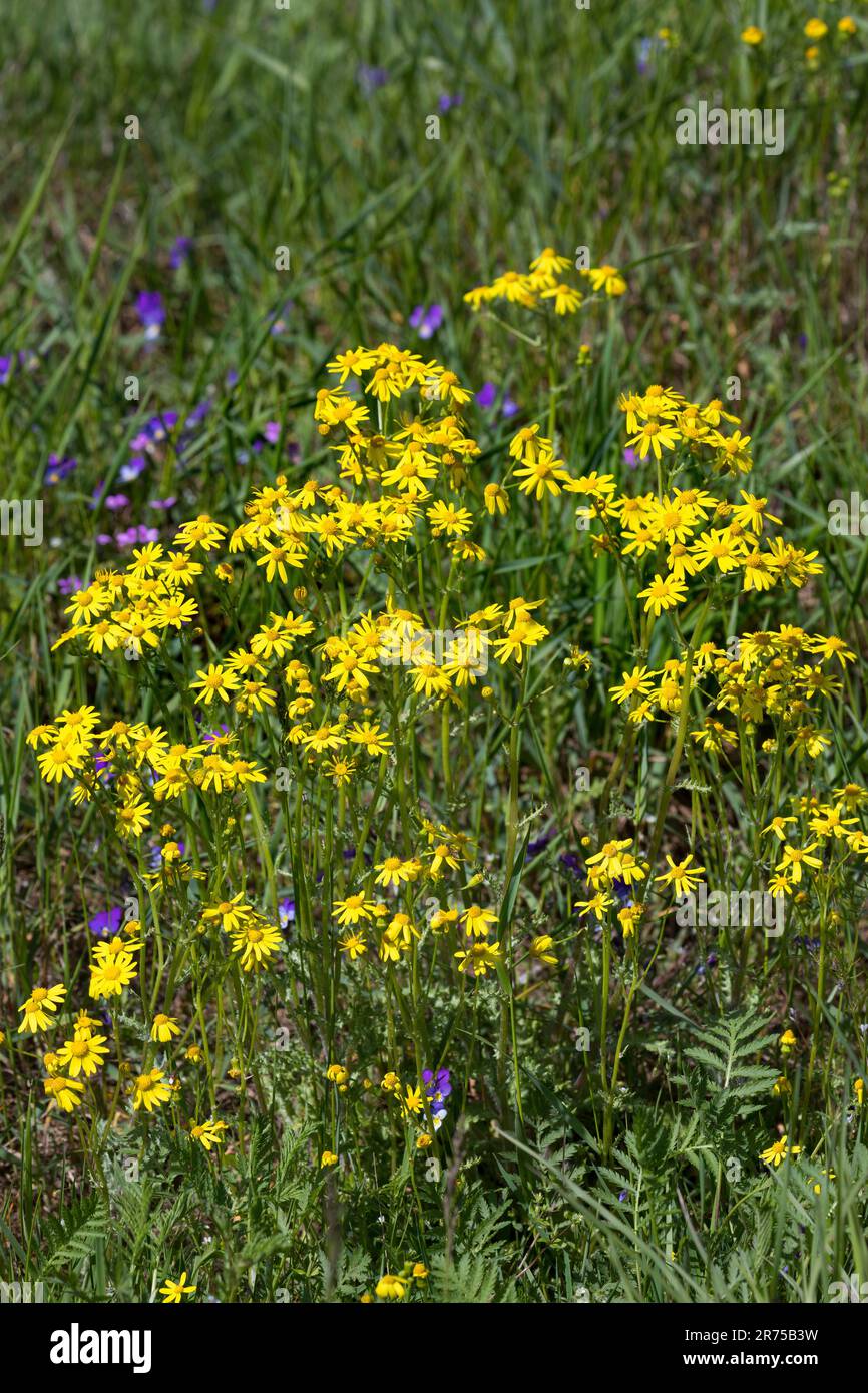 Eastern groundsel, Spring groundsel (Senecio vernalis), blooming, Germany Stock Photo