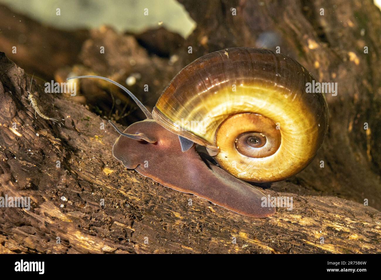 horn-colored ram's horn, great ramshorn, trumpet shell (Planorbarius corneus), crawling over the dead wood, side view Stock Photo