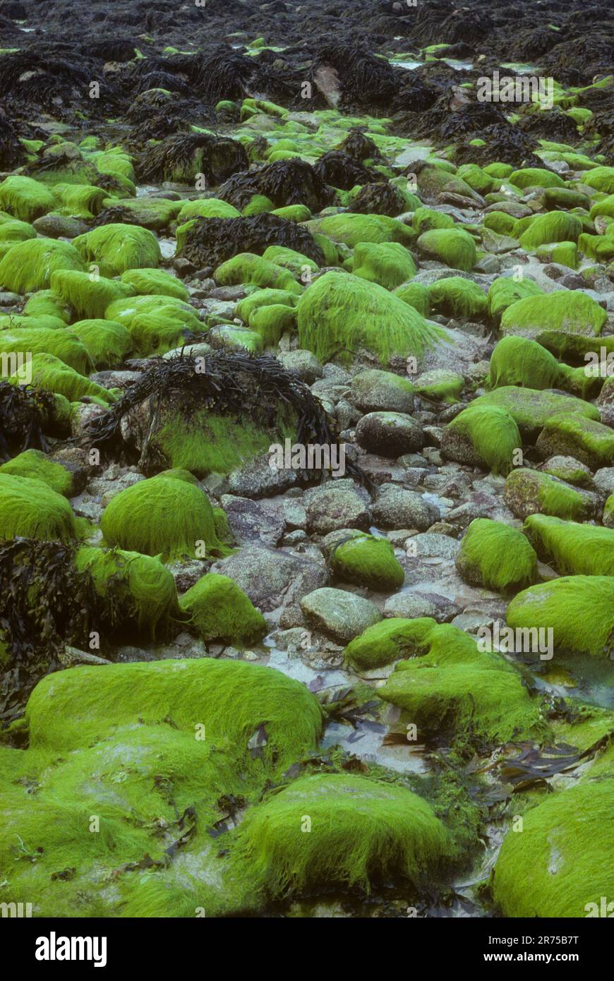 seaweed (Blidingia minima), on the coast Stock Photo