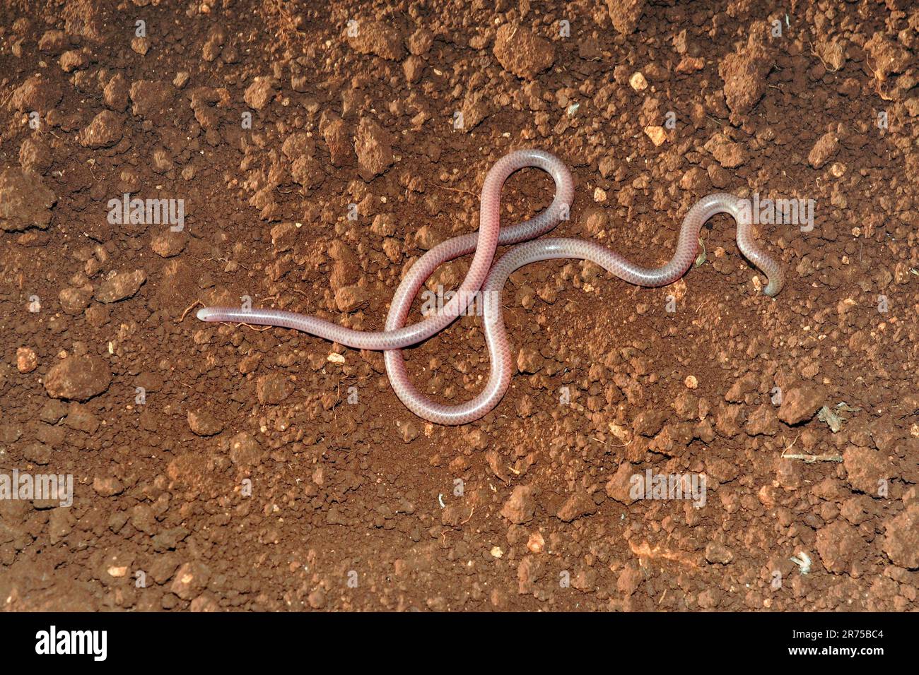 European blind snake, Greek blind snake, worm snake (Typhlops vermicularis), on the ground, view from above, Turkey, Sanliurfa Stock Photo