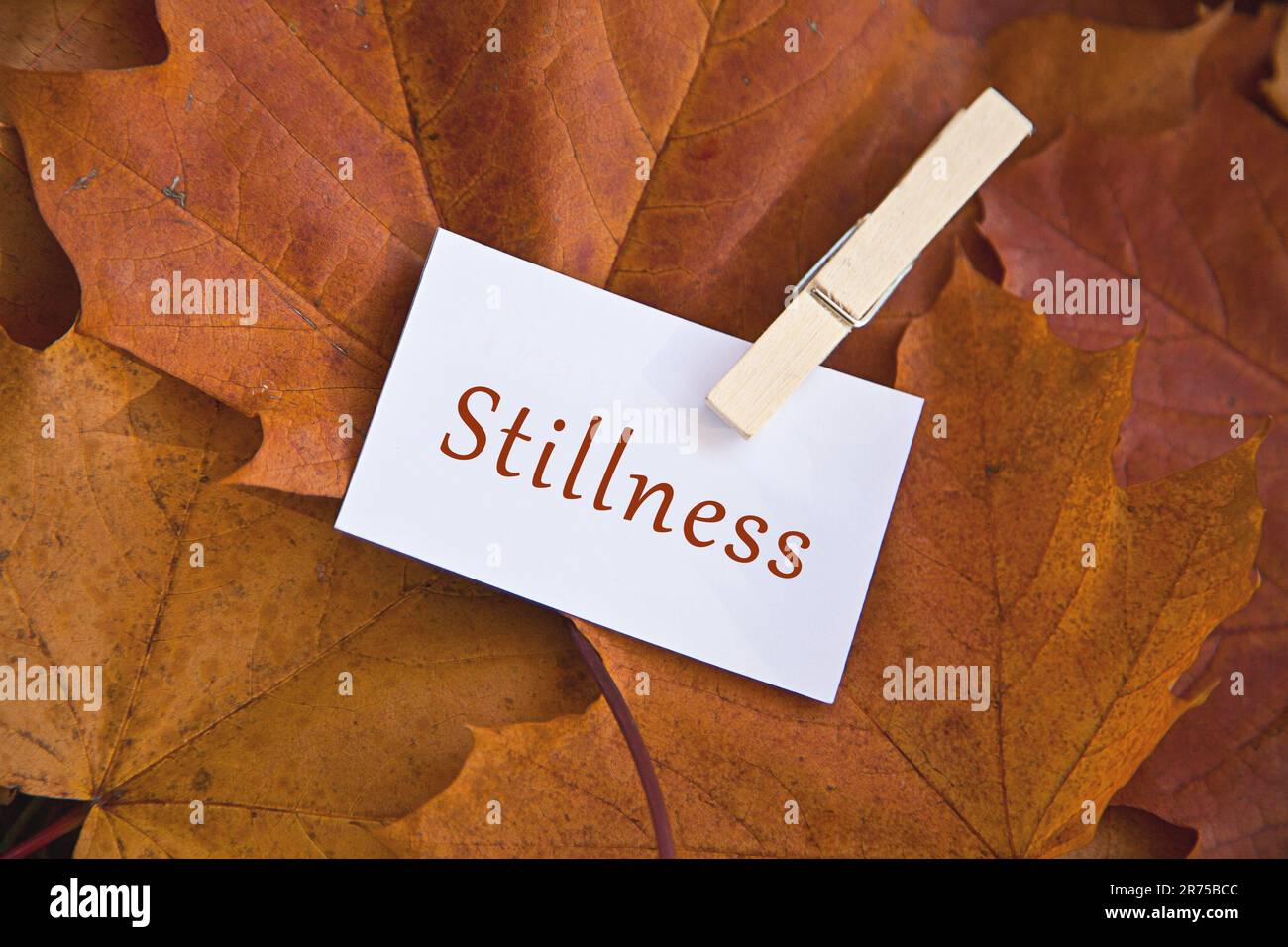 autumn leaves with piece of paper lettering STILLNESS Stock Photo
