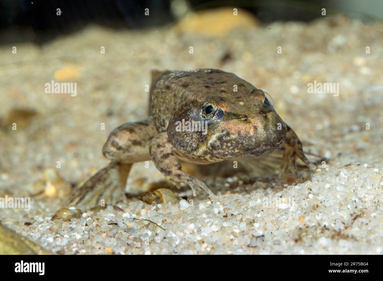 marsh frog, lake frog (Rana ridibunda, Pelophylax ridibundus), tadpole nearing completion of metamorphosis, frontal view, Germany Stock Photo