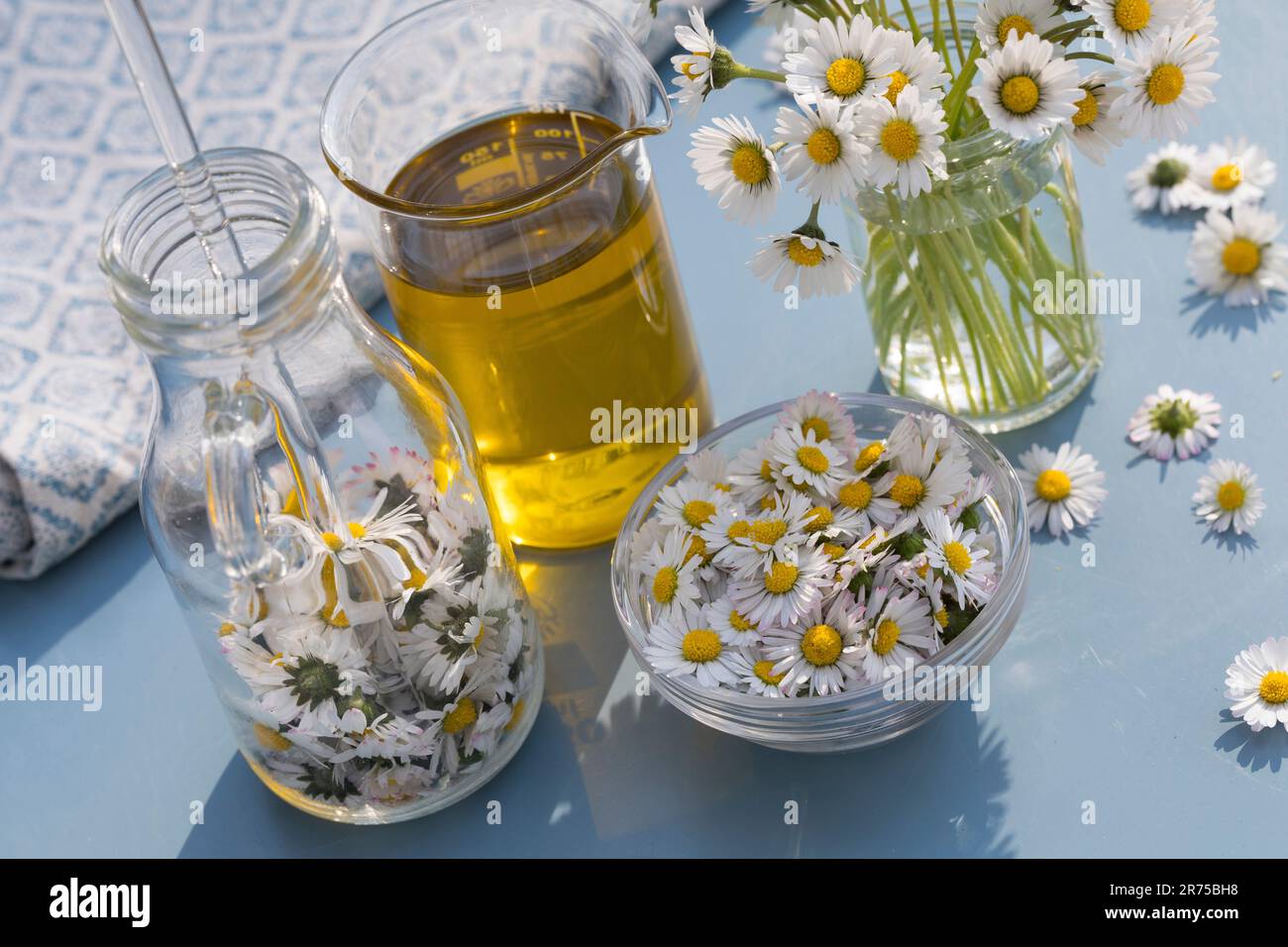 common daisy, lawn daisy, English daisy (Bellis perennis), making of lawn daisy oil, Germany Stock Photo