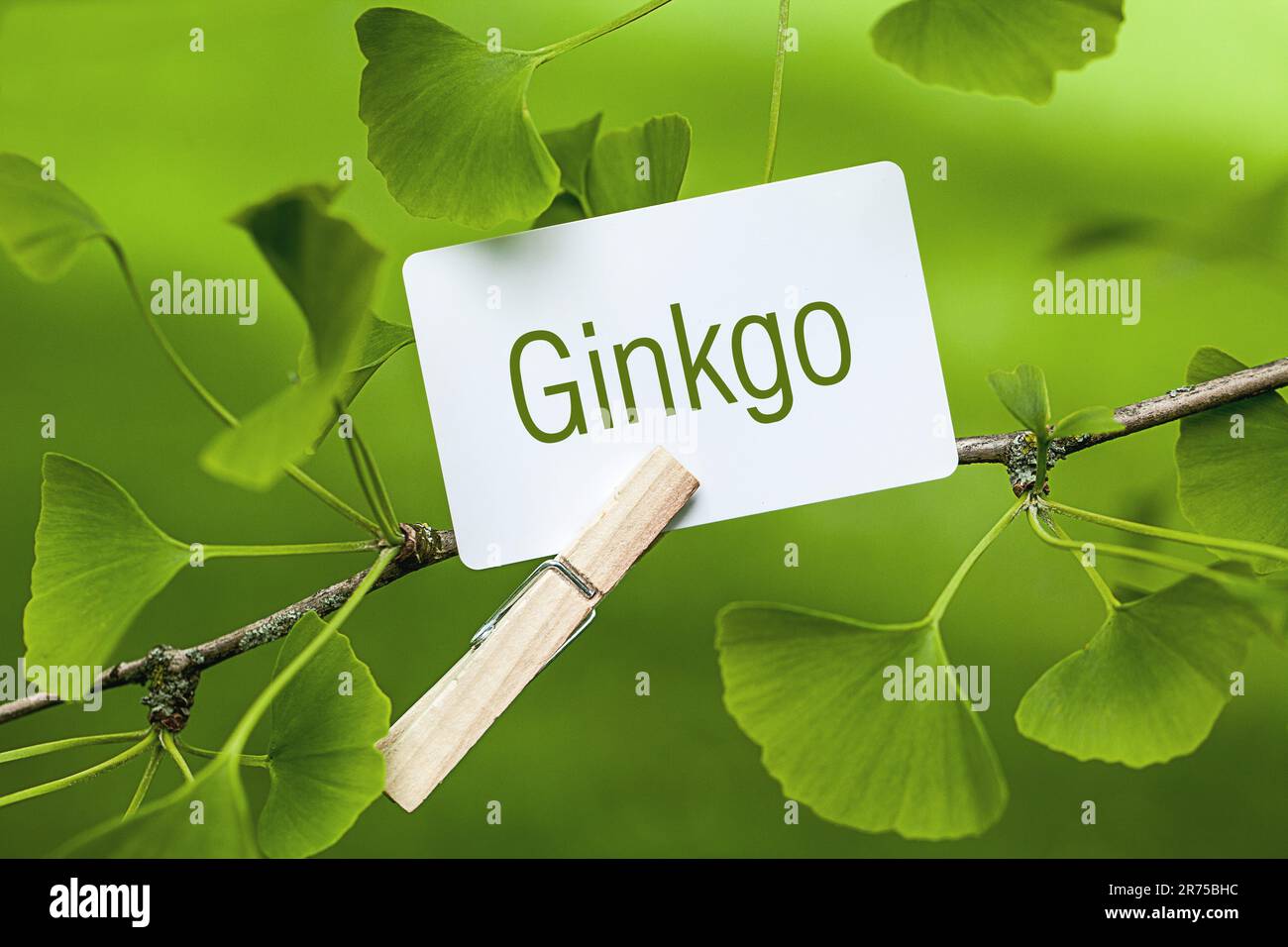 memo sheet at a Ginkgo lettering GINKGO Stock Photo