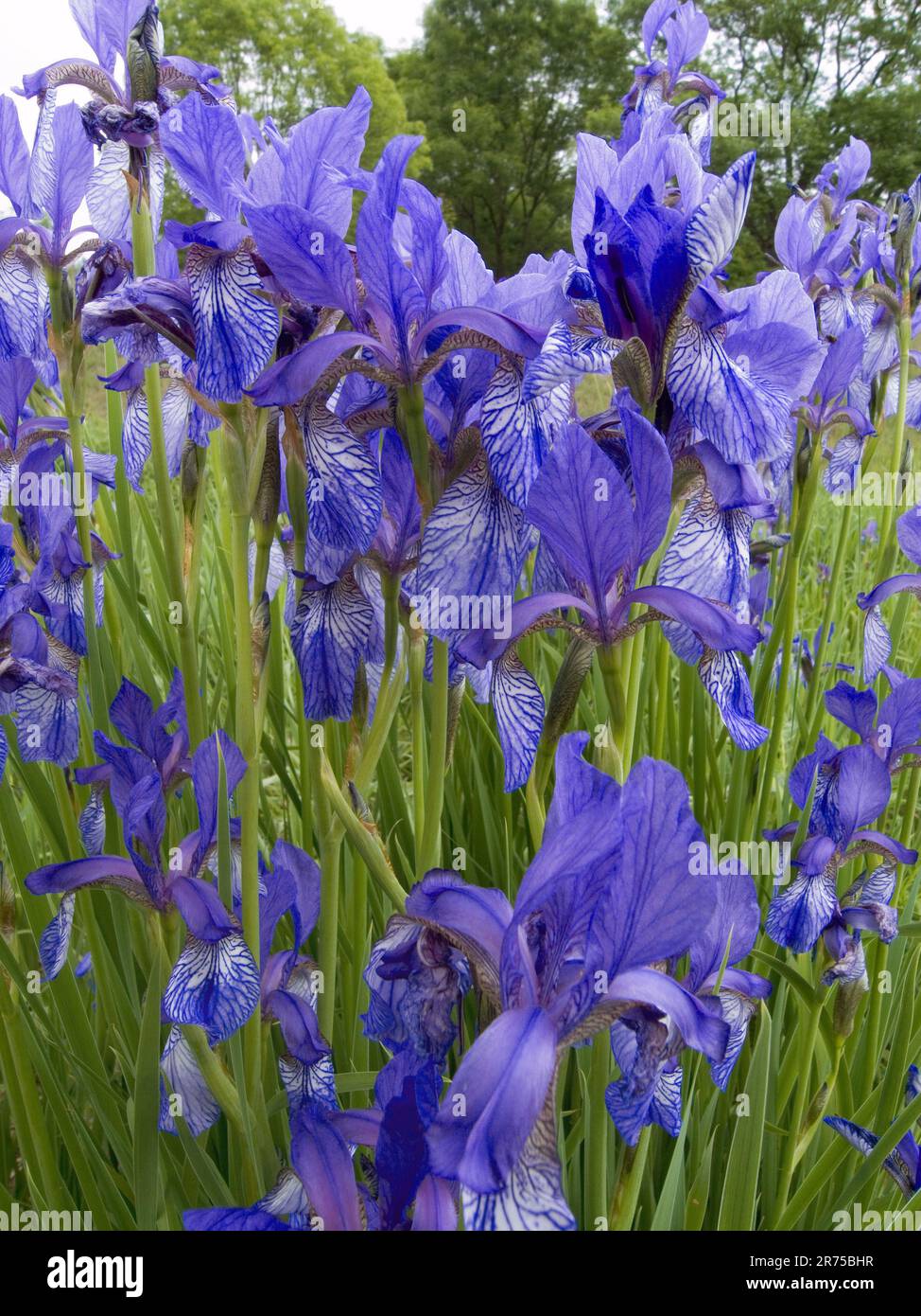 Siberian Iris, Siberian flag (Iris sibirica), flowers, Germany Stock ...