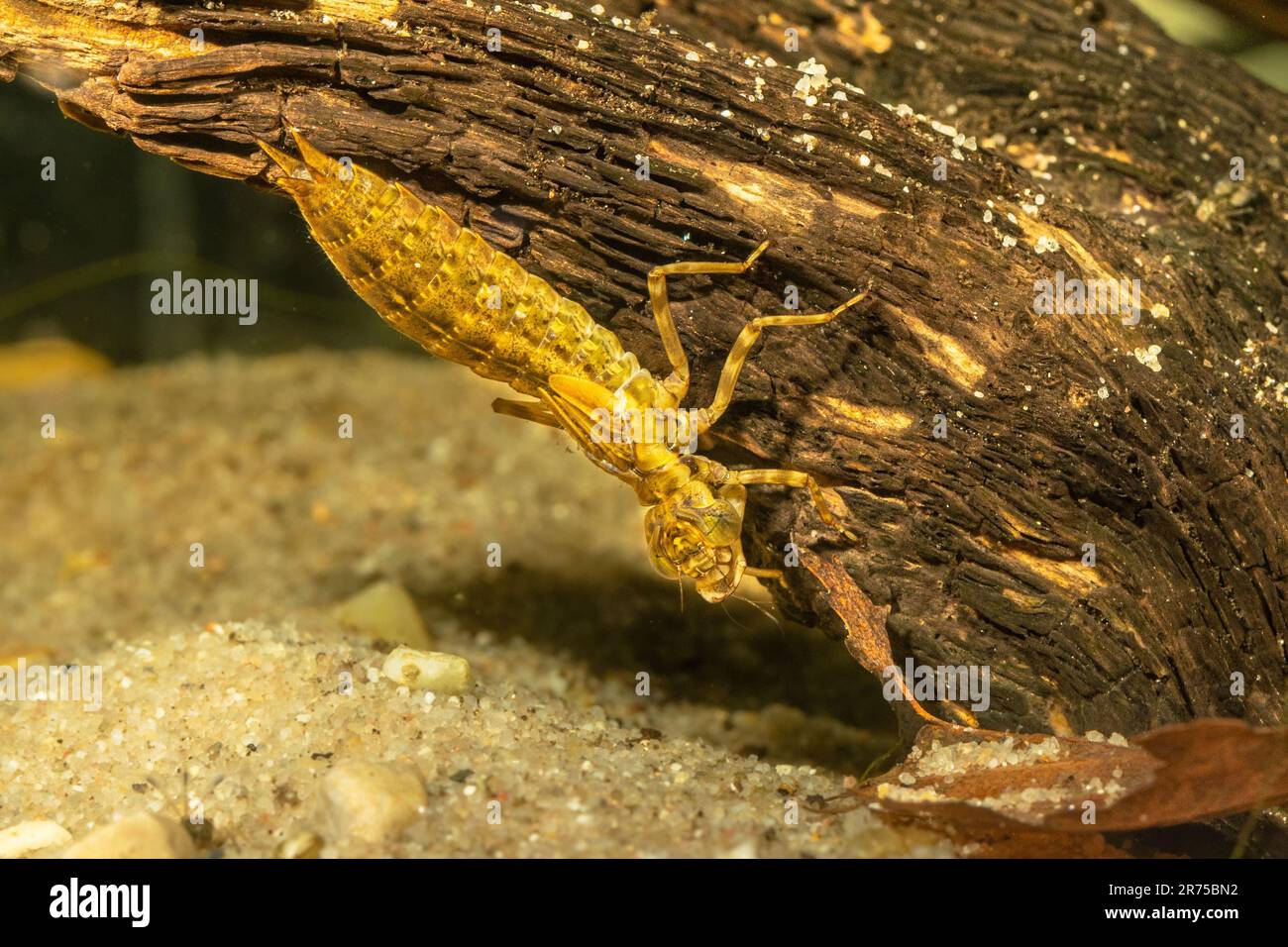 Hawker (Aeshna spec.), with prey under water, Germany Stock Photo