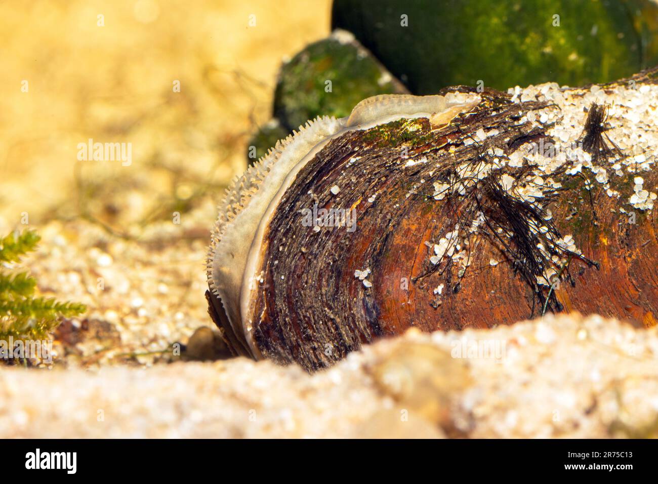 painter's mussel (Unio pictorum, Pollicepes pictorum), under water, Germany Stock Photo