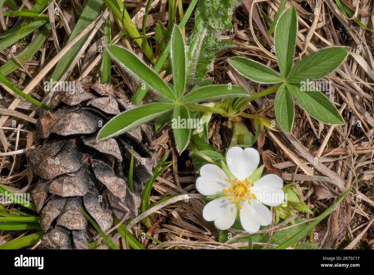 White Cinquefoil (Potentilla alba), flower and leaf, Germany, Bavaria Stock Photo