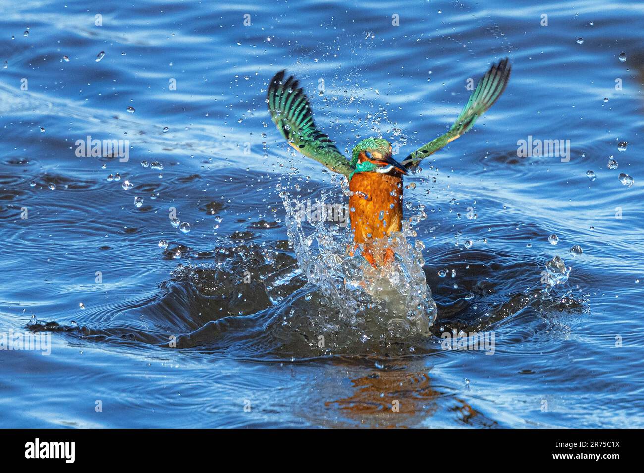 river kingfisher (Alcedo atthis), shooting out of the water surrounded by drops of water with prey fish, front view, Germany, Bavaria Stock Photo