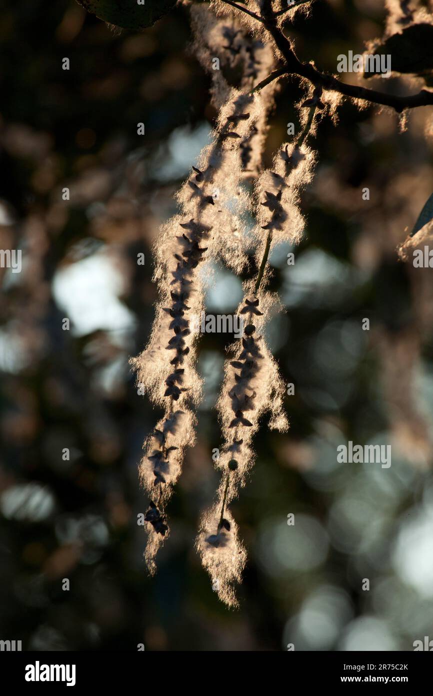 balsam poplar, eastern balsam-poplar, tacamahac (Populus balsamifera), fruits and seeds in backlight Stock Photo