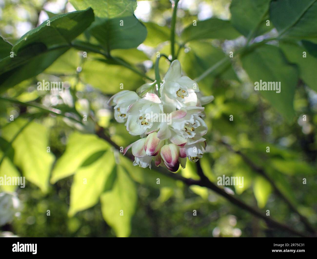 Bladdernut, European Bladdernut (Staphylea pinnata), blooming branch Stock Photo