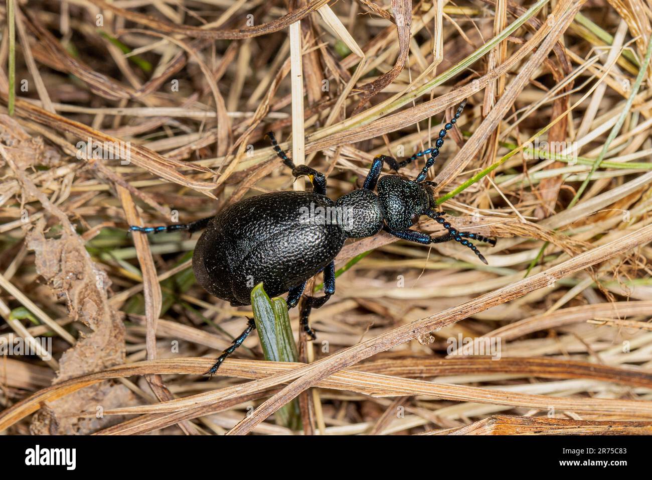 Oil beetle, Black oil beetle (Meloe proscarabaeus), top view, Germany, Bavaria, Isental Stock Photo