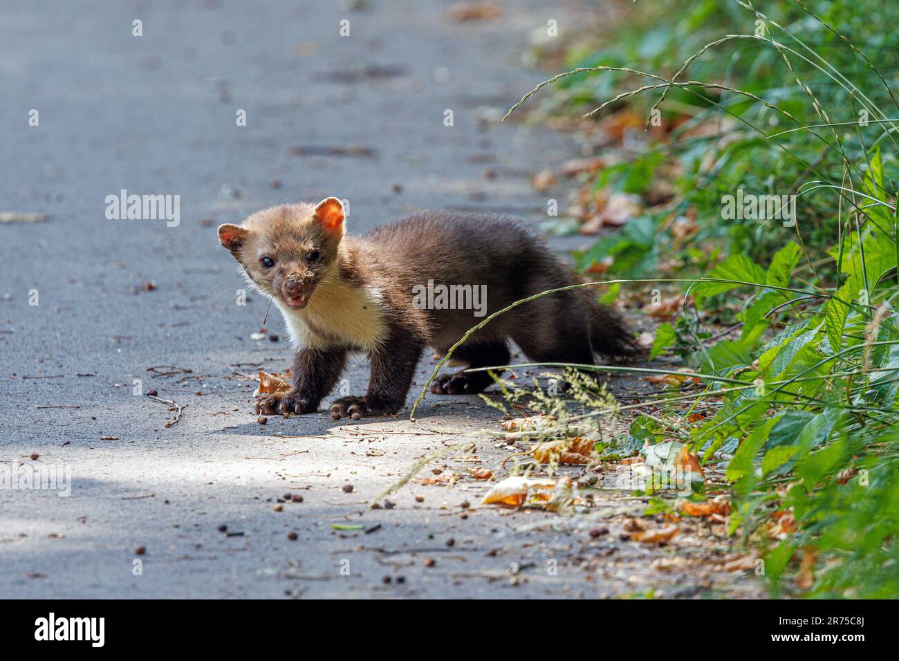 fouines-hi-res-stock-photography-and-images-alamy