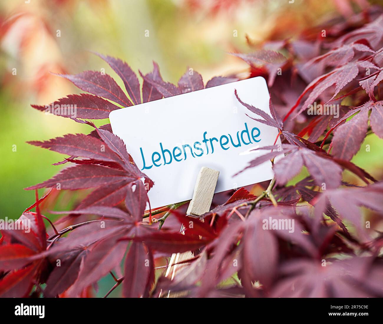 maple branch with piece of paper lettering Lebensfreude, lust for life Stock Photo