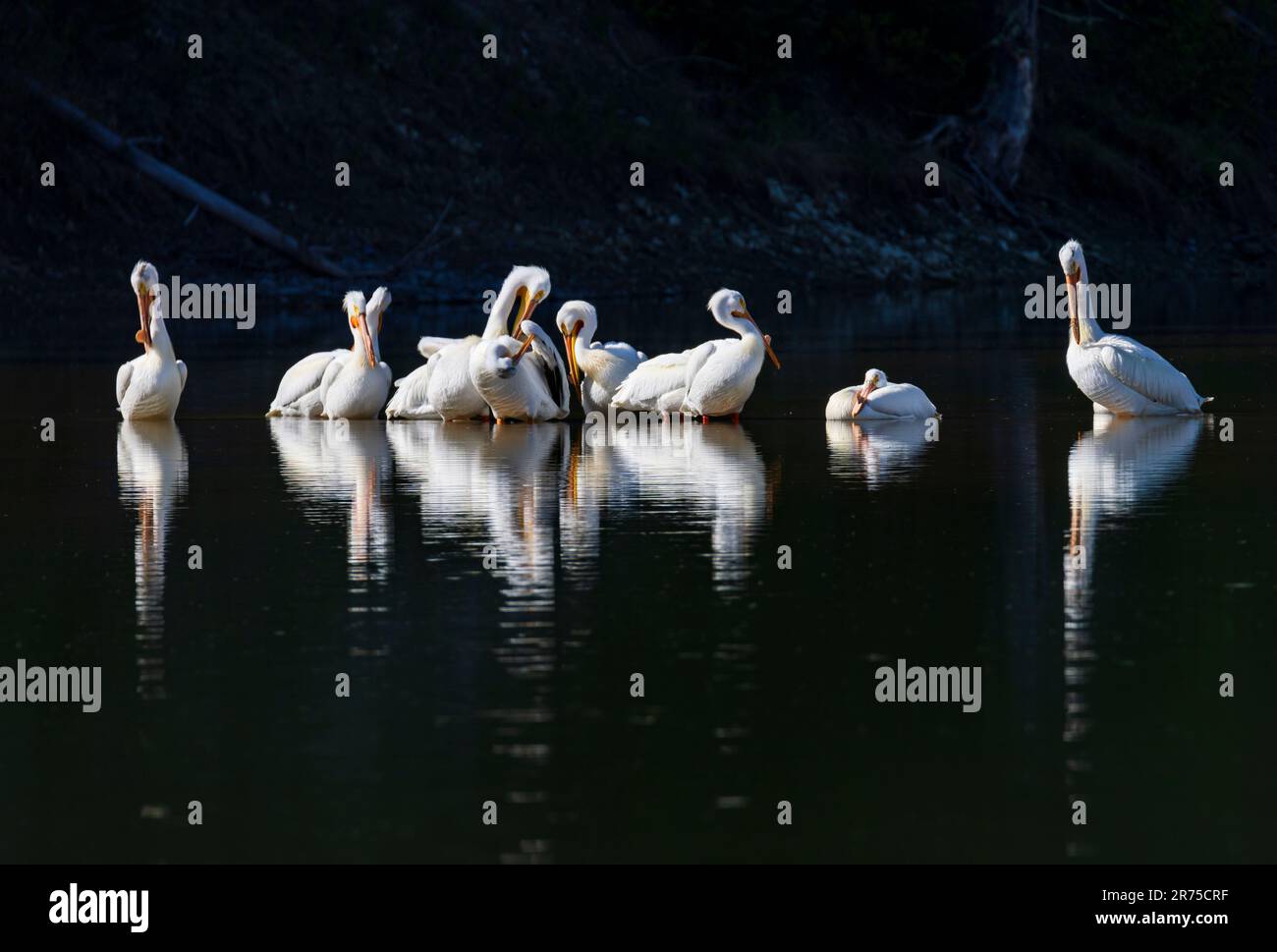 A pod of American White Pelicans (Pelicanus erythrorhynchos) preen themselves on the Snake River, Oxbow Bend, Grand Teton National Park, WY, USA. Stock Photo