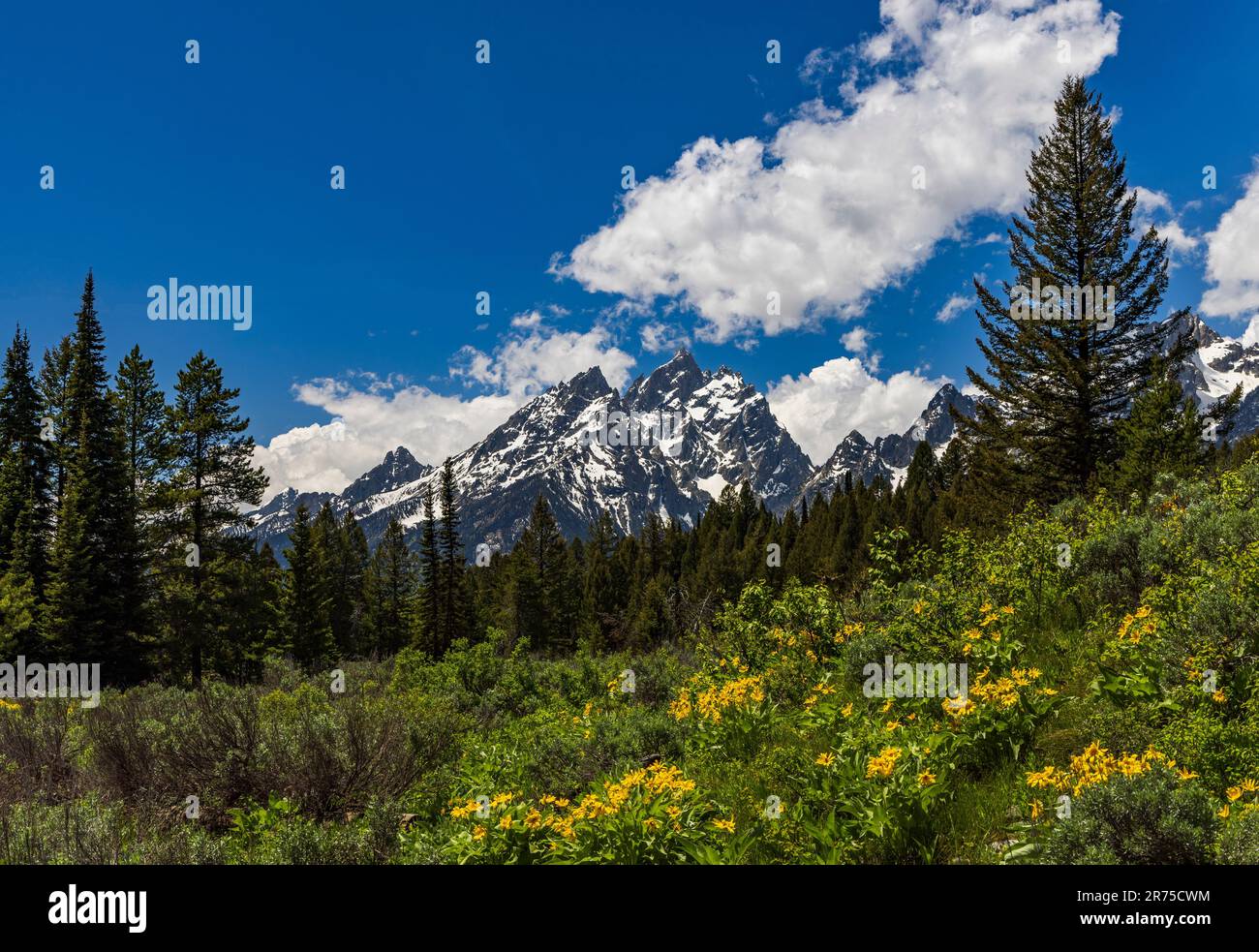 Grand Teton Peak (center) in the Teton Range with Arrowleaf Balsamroot wildflowers (Balsamorhiza sagittataw), Grand Teton National Park, WY, USA.. Stock Photo
