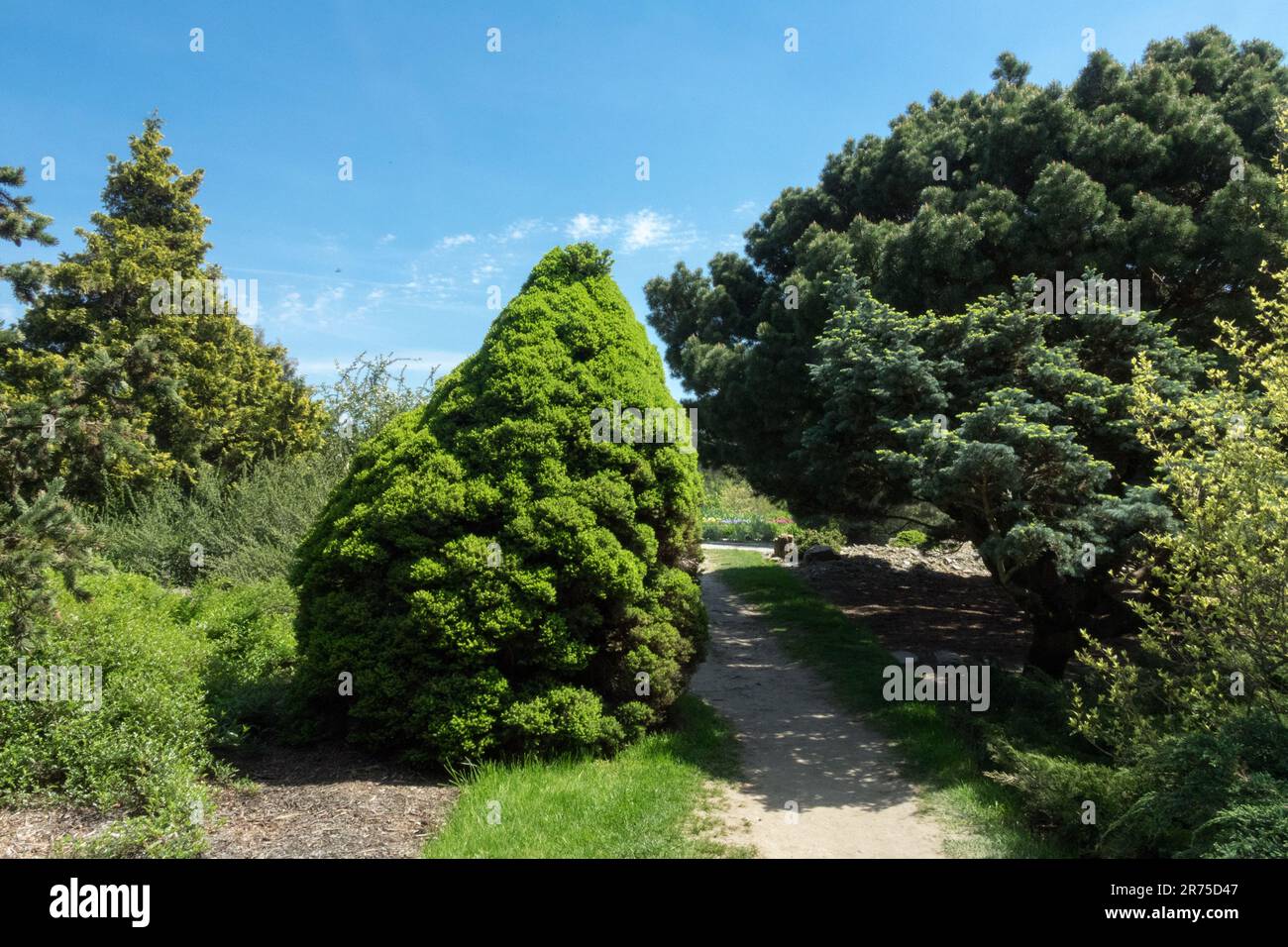 Garden scene, Coniferous, Tree, Picea glauca 'Conica' Alberta Spruce, Pinus sylvestris 'Bayeri', Chamaecyparis nootkatensis 'Aureovariegata' Stock Photo