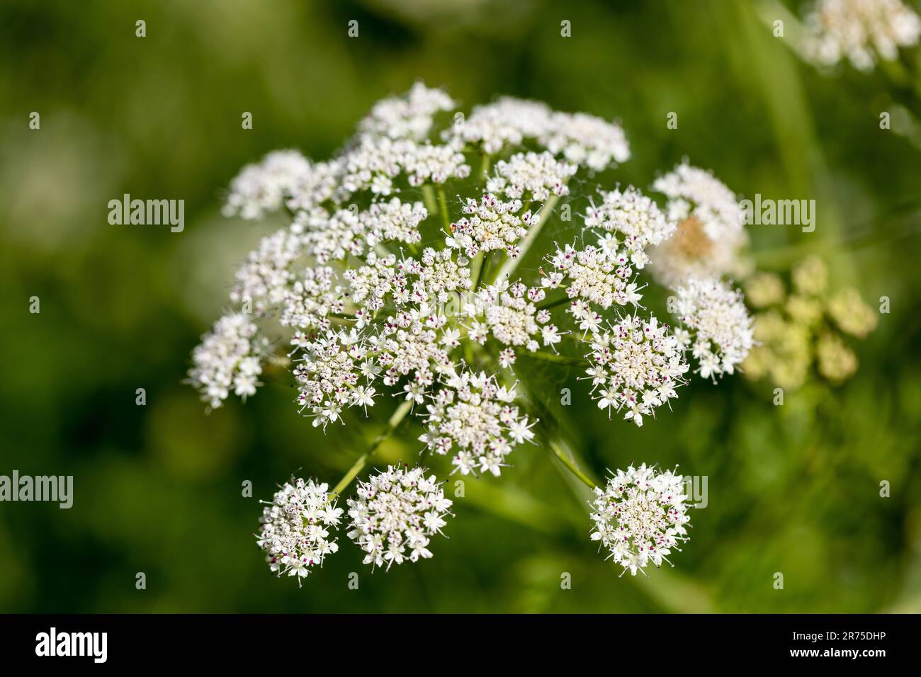 Oenanthe crocata, Hemlock Water Dropwort closeup. Dorset, England, UK Stock Photo