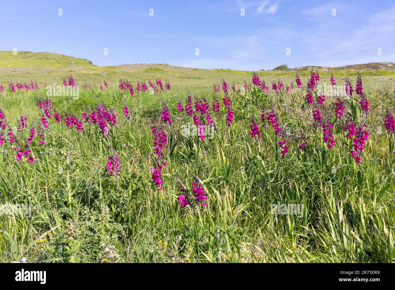 Gladiolus in a field at Anvil Point in Durlston Country Park, Dorset, UK Stock Photo