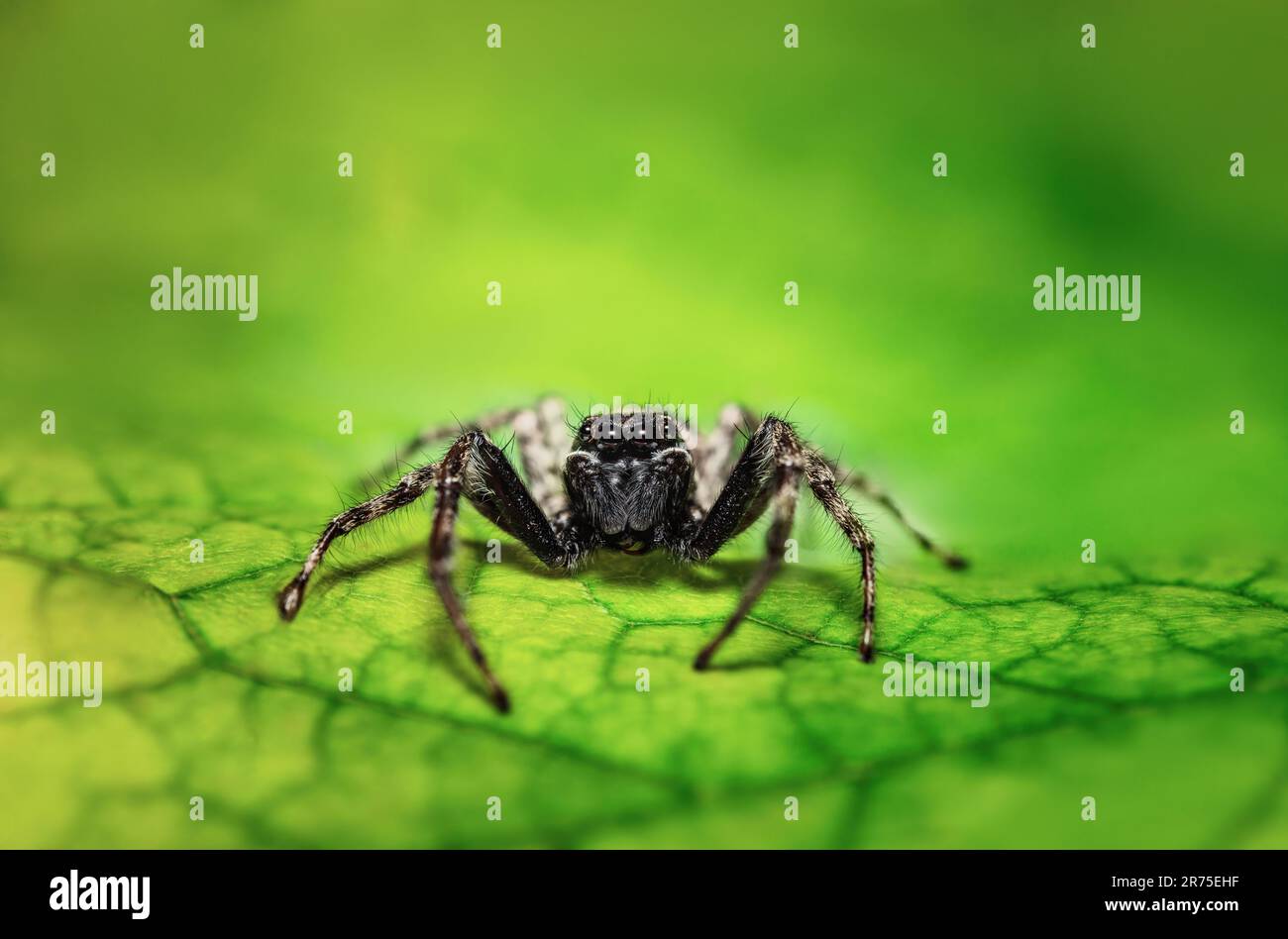 Jumping spider wildlife bug macro closeup on a green leaf Stock Photo