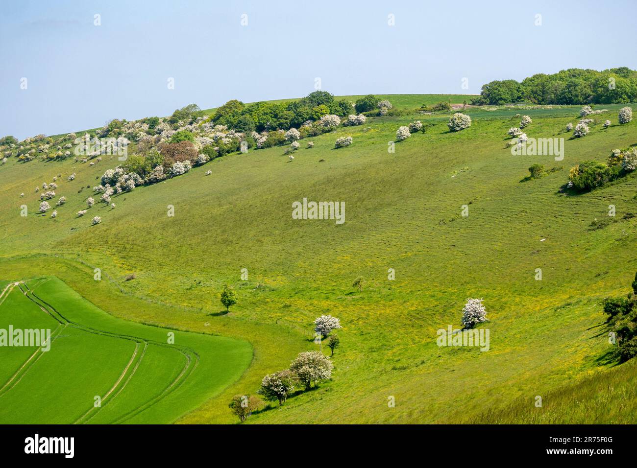 New Plantation and Church Hill which forms part of Longfurlong in the South Downs National Park, West Sussex, southern England, UK. Stock Photo