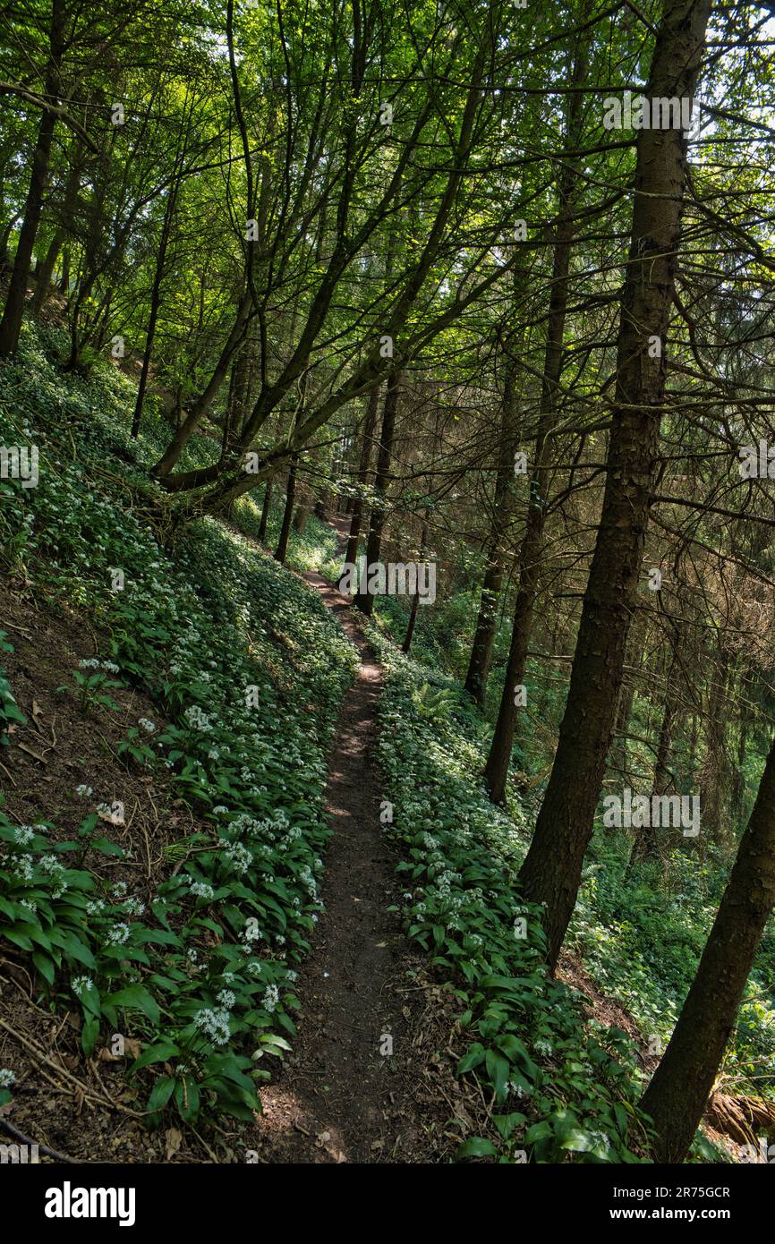 Woodland path near littleback hi-res stock photography and images - Alamy