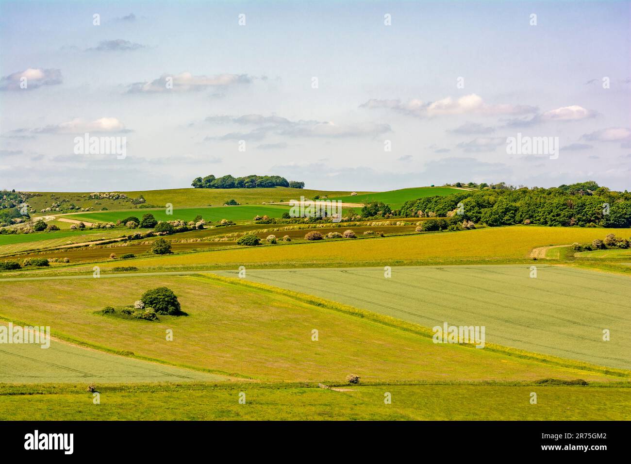 Chanctonbury Ring (clump of trees on the skyline) as viewed across open downland, from Cissbury Ring - South Downs National Park, West Sussex, UK. Stock Photo