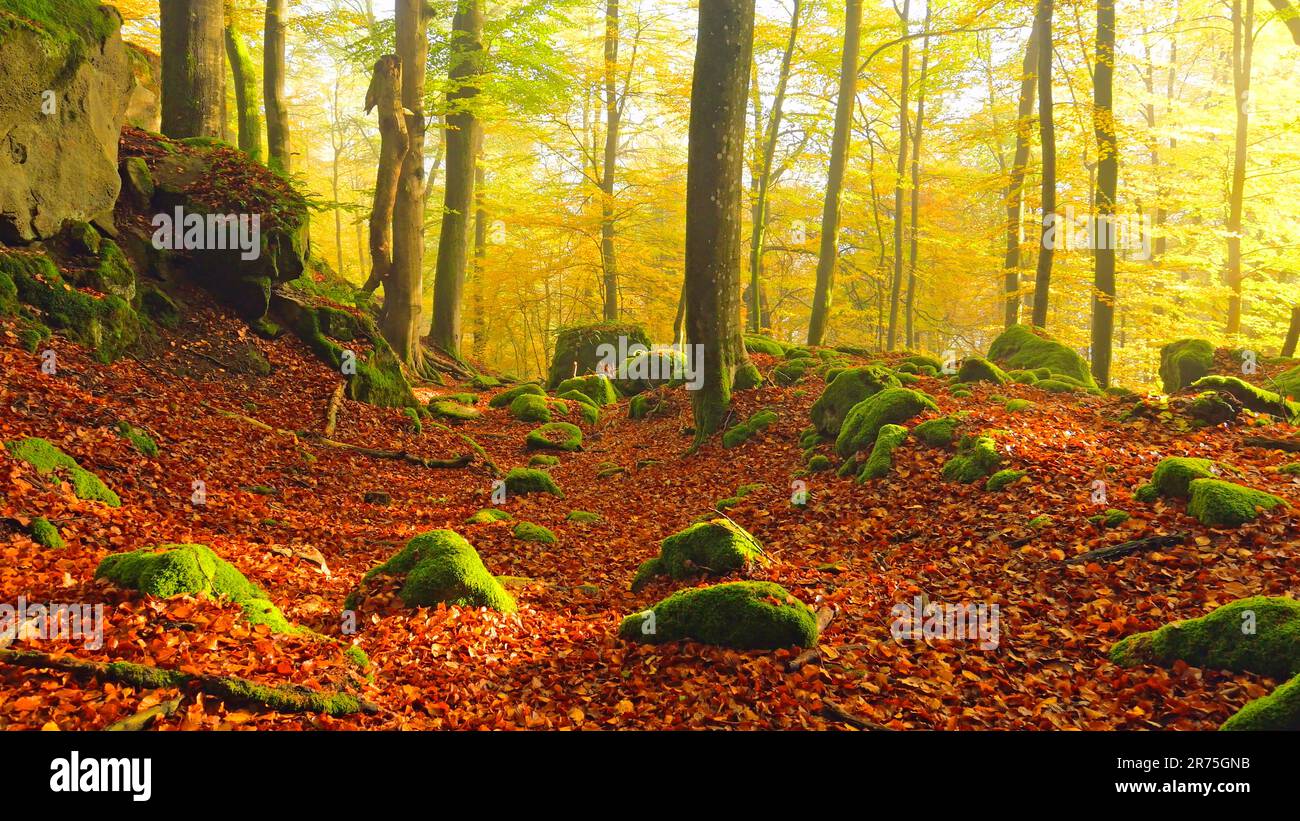 Eifel natura hi-res stock photography and images - Alamy