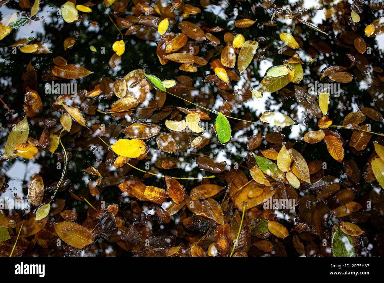 Dead leaves on the water hi-res stock photography and images - Alamy