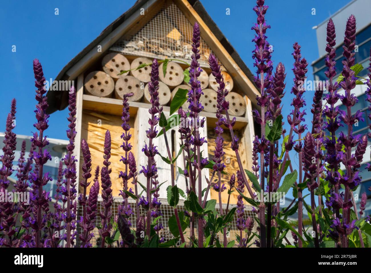 Insect hotel for Beneficial insects, Refuge place in Urban, City, Garden, Shelter, Bee-friendly Sage flowers Salvias, Environmentally friendly Stock Photo