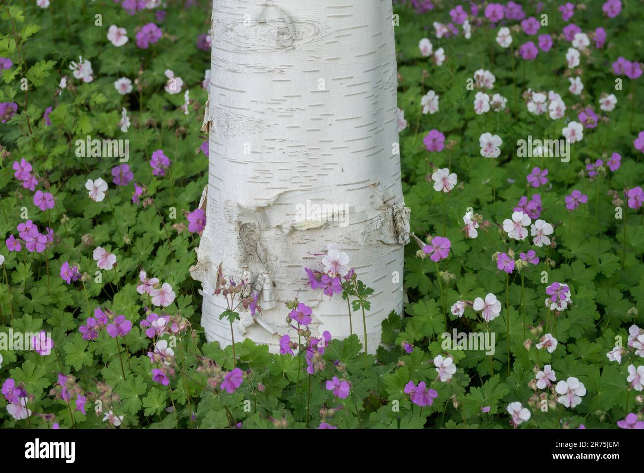 Whitebarked Himalayan Birch, Betula jacquemontii, Tree, Trunk, White, Bark, Garden Geraniums Stock Photo