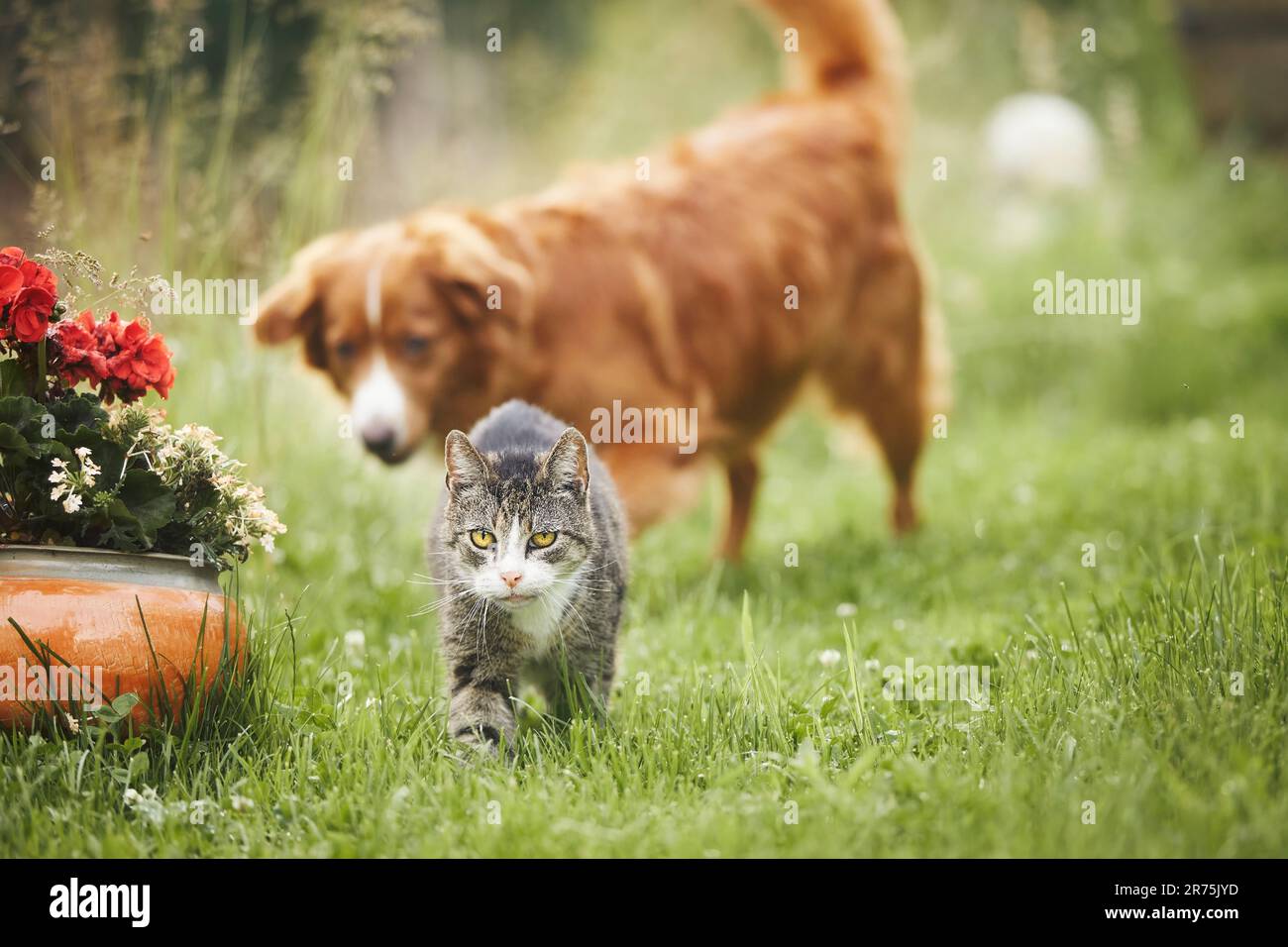 Cat and dog playing together on garden. Freindship between old tabby domestic cat and Nova Scotia Duck Tolling Retriever. Stock Photo