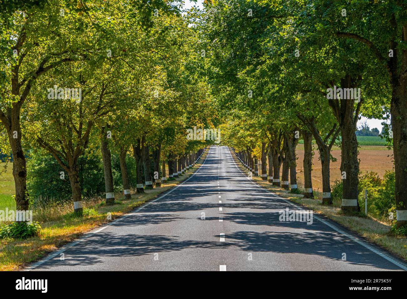 Avenue near Bürmeringen, district of Schengen, Benelux, Benelux countries,  Remich canton, Luxembourg Stock Photo