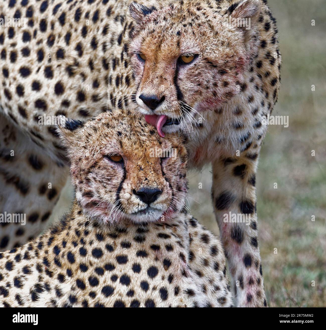 Hi-Res Cheetah Wallpaper, Cheetah resting in the rain