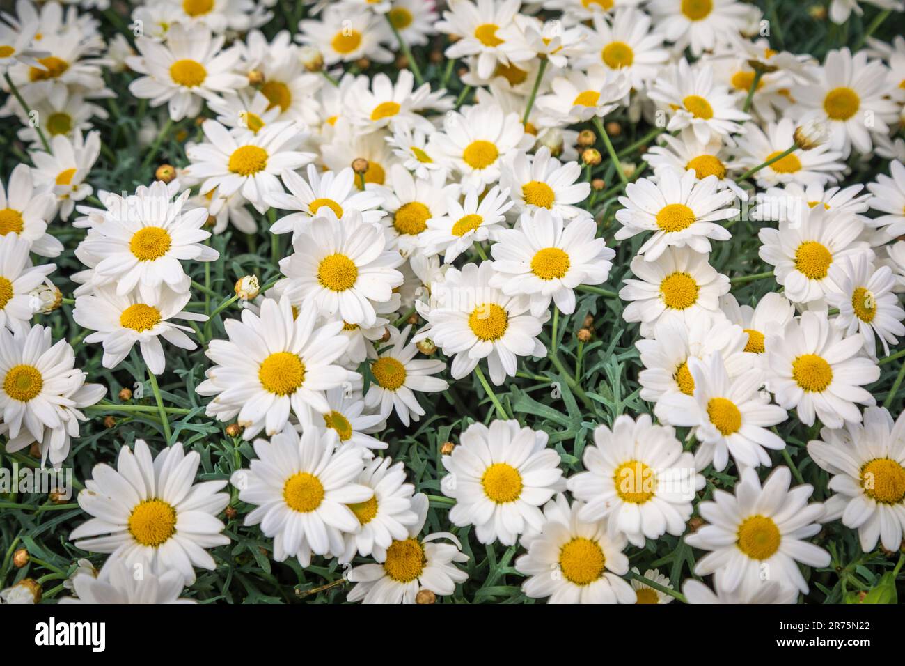 Asteraceae daisies white hi-res stock photography and images - Alamy
