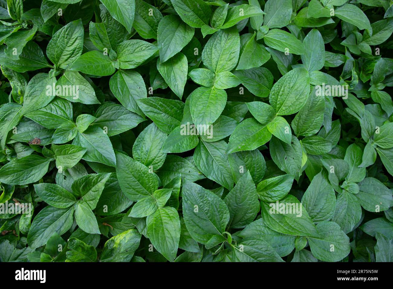Plants green leaf hi-res stock photography and images - Alamy