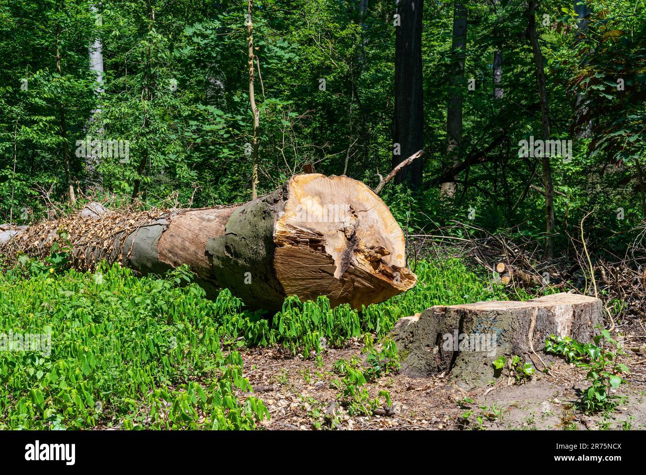 Cut down big oak tree hi-res stock photography and images - Alamy