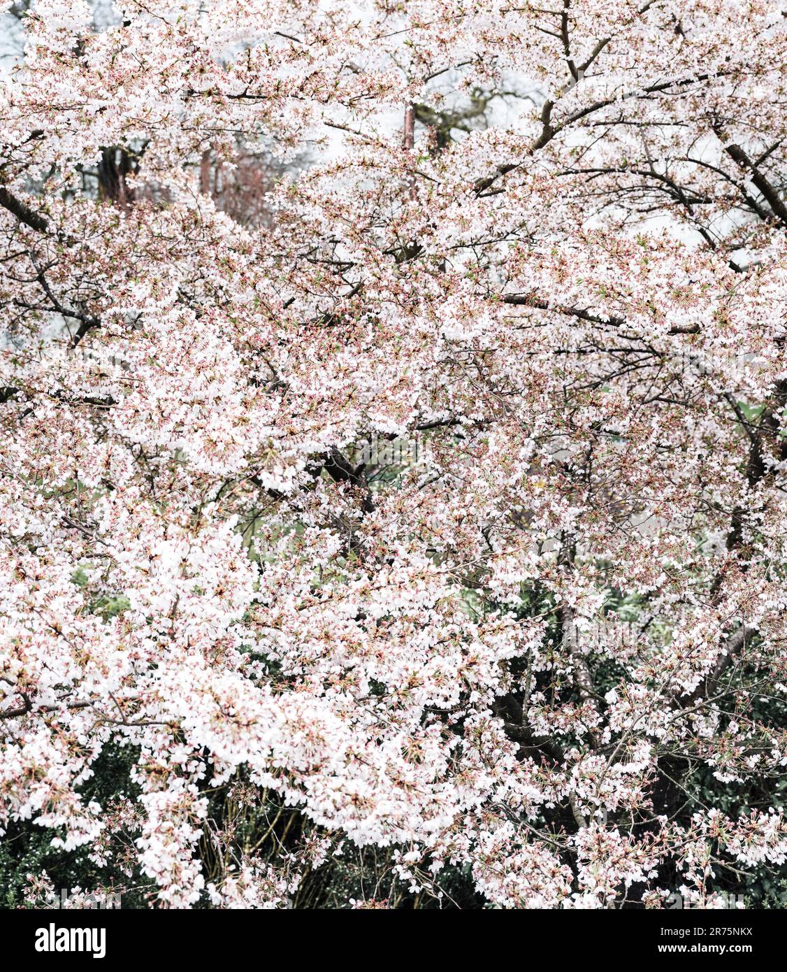 flowering tree Stock Photo