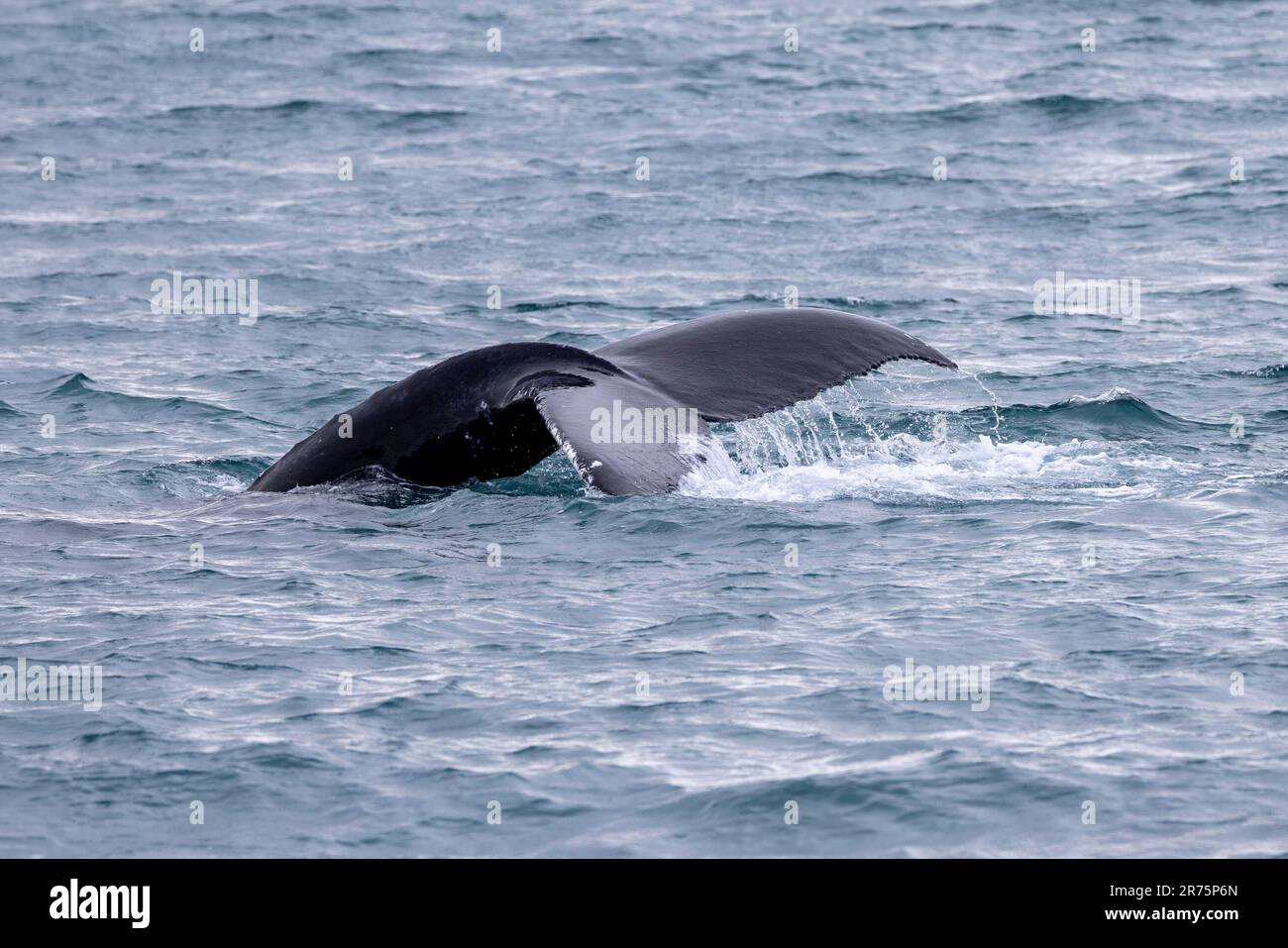 The tail fin of a humpback whale during a whale watching tour from Olafsvik in Iceland Stock Photo