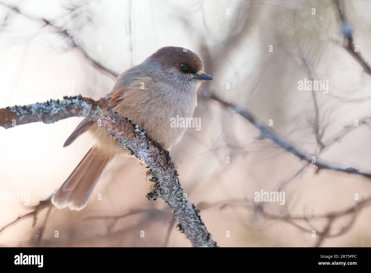 Lucky jay, Perisoreus infaustus Stock Photo Alamy