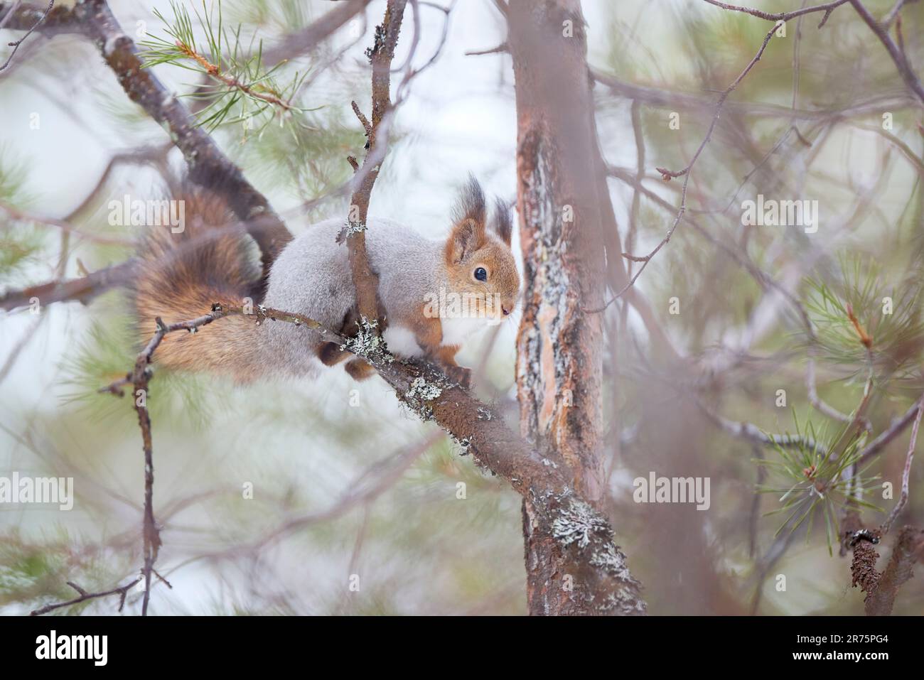 Finland, Lapland, winter, squirrel, Sciurus vulgaris Stock Photo