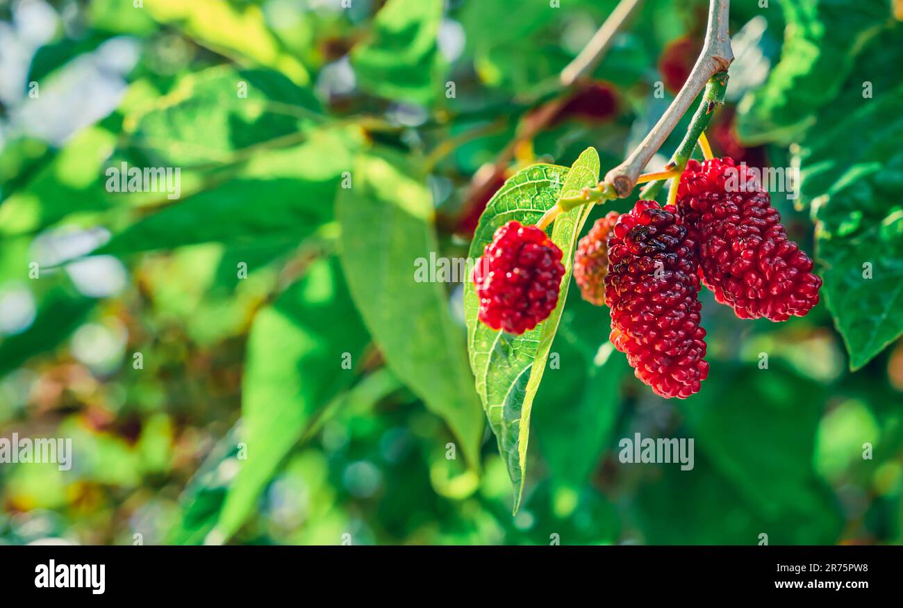 Ripening mulberries on the branches of a tree or a mulberry tree in the