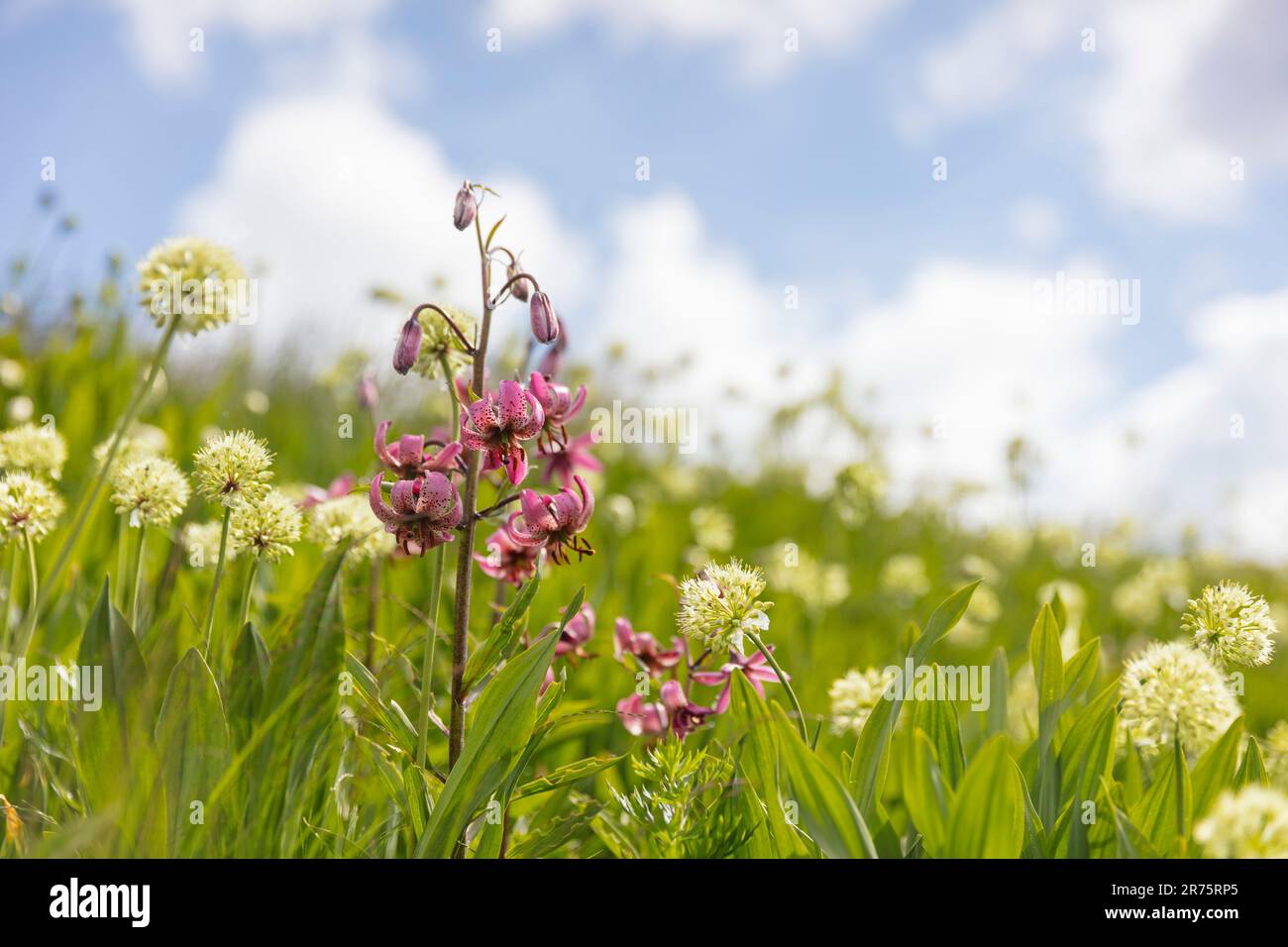 Flower meadow with Turk's-cap lily, Lilium martagon, Alpine flora Stock Photo