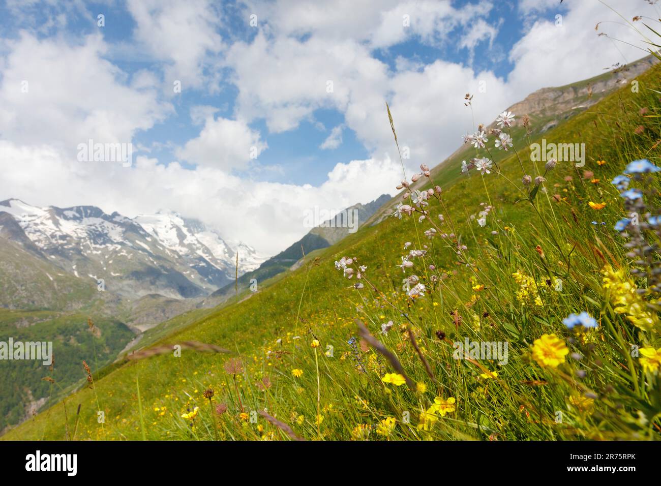 Flower meadow in high mountain with various high alpine herbs and plants Stock Photo