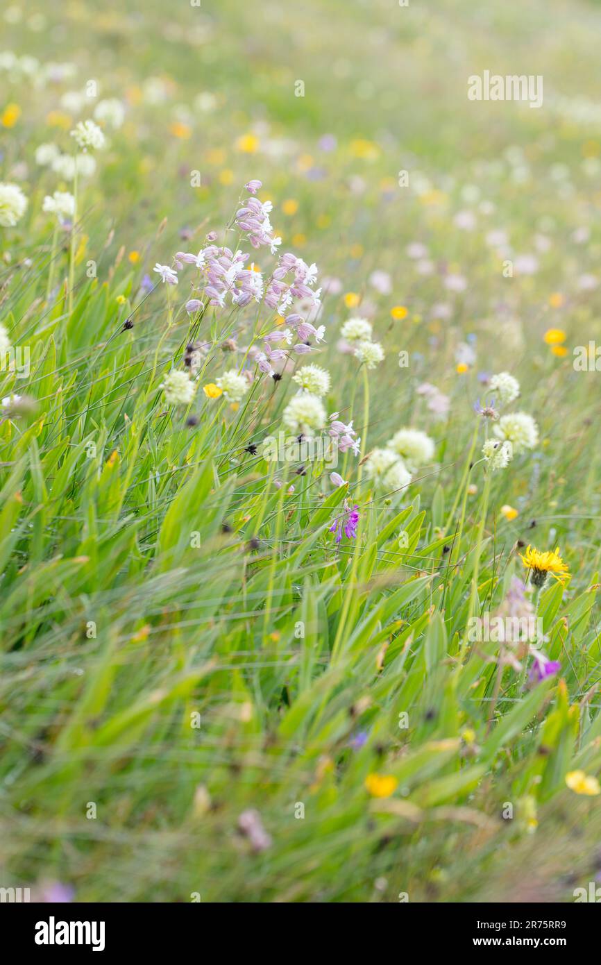 Flower meadow with high alpine flowers and herbs Stock Photo